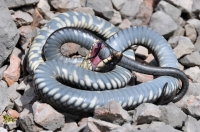 Natrix natrix, NP Sutjeska