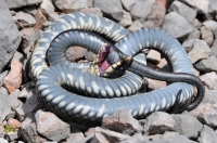 Natrix natrix, NP Sutjeska