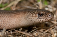 Anguis fragilis complex, Prohor