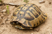 Testudo hermanni, Prohor