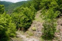 Habitat of Platyceps najadum and Podarcis erhardii, Prohor