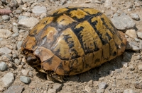 Testudo hermanni, Prohor