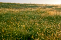 Camp near Kumanovo