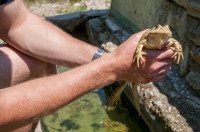 Pelophylax ridibundus, Crkvino