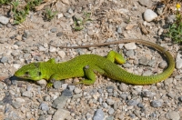 Lacerta trilineata, Crkvino