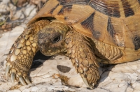 Testudo hermanni, Crkvino