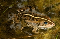 Pelophylax sp., Pretor