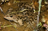 Pelophylax sp., Pretor