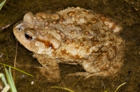 Bufo bufo, Pretor