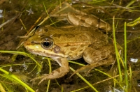 Pelophylax sp., Pretor