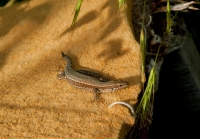 Podarcis muralis, Pretor