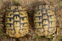 Testudo hermanni, Pretor