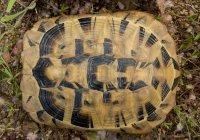 Testudo hermanni, Pretor