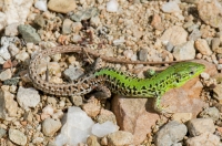 Podarcis tauricus, Pretor