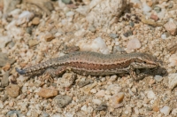 Podarcis muralis, Pretor