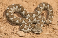 Vipera ammodytes, Asamati