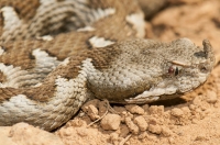 Vipera ammodytes, Asamati