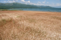 Lake Prespa from Stenje