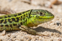 Podarcis tauricus, Stenje