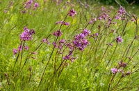 Flora, NP Galichica