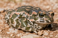 Bufotes viridis, NP Galichica