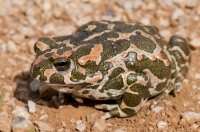 Bufotes viridis, NP Galichica