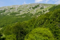 NP Galichica