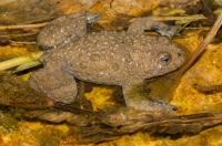 Bombina variegata, NP Galichica