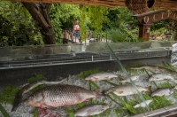 Fish restaurant at Lake Ohrid