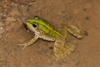 Pelophylax sp., Lin