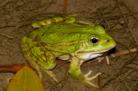 Pelophylax sp., Lin