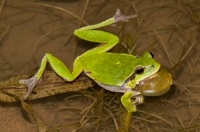 Hyla arborea, Lin