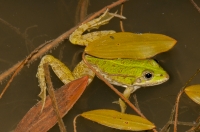 Pelophylax sp., Lin