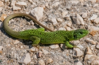 Lacerta cf. viridis, Lin