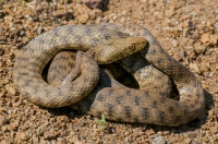 Natrix tessellata, Lin