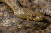 Natrix tessellata, Lin