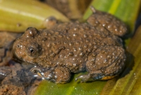 Bombina variegata, Lin