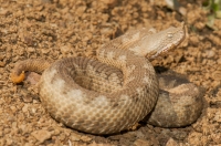 Vipera ammodytes, Lin