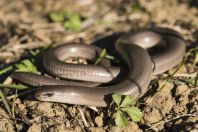 Anguis fragilis, Belo Polje