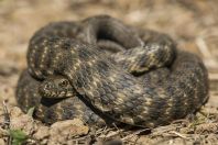 Natrix tessellata, Belo Polje