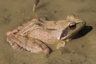 Rana dalmatina, Belo Polje