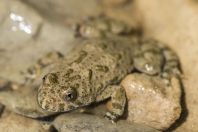 Bombina variegata, Dići
