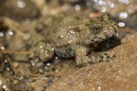 Bombina variegata, Dići