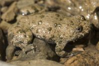 Bombina variegata, Dići