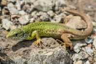 Lacerta viridis, Šipačina
