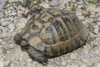 Testudo hermanni, Cerajë