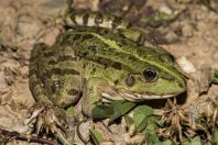 Pelophylax ridibundus, Okosnicë
