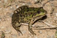 Pelophylax sp., Okosnicë
