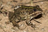 Pelophylax sp., Okosnicë
