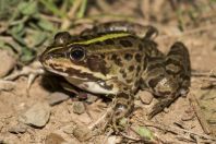 Pelophylax sp., Okosnicë
